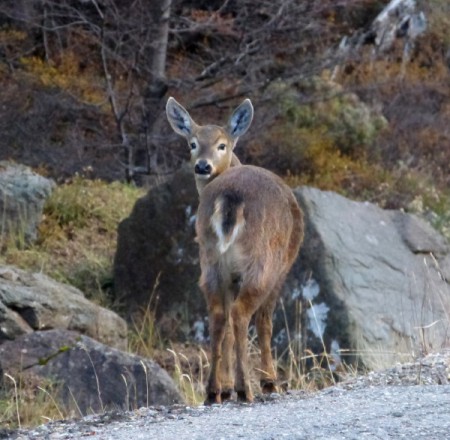 L-707 Pequeño Huemul